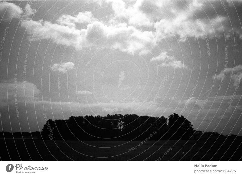 Cloud formation + group of trees Analog Analogue photo B/W black-and-white Black & white photo Sky cloud Tree Field Nature Mecklenburg Light darkness Deserted