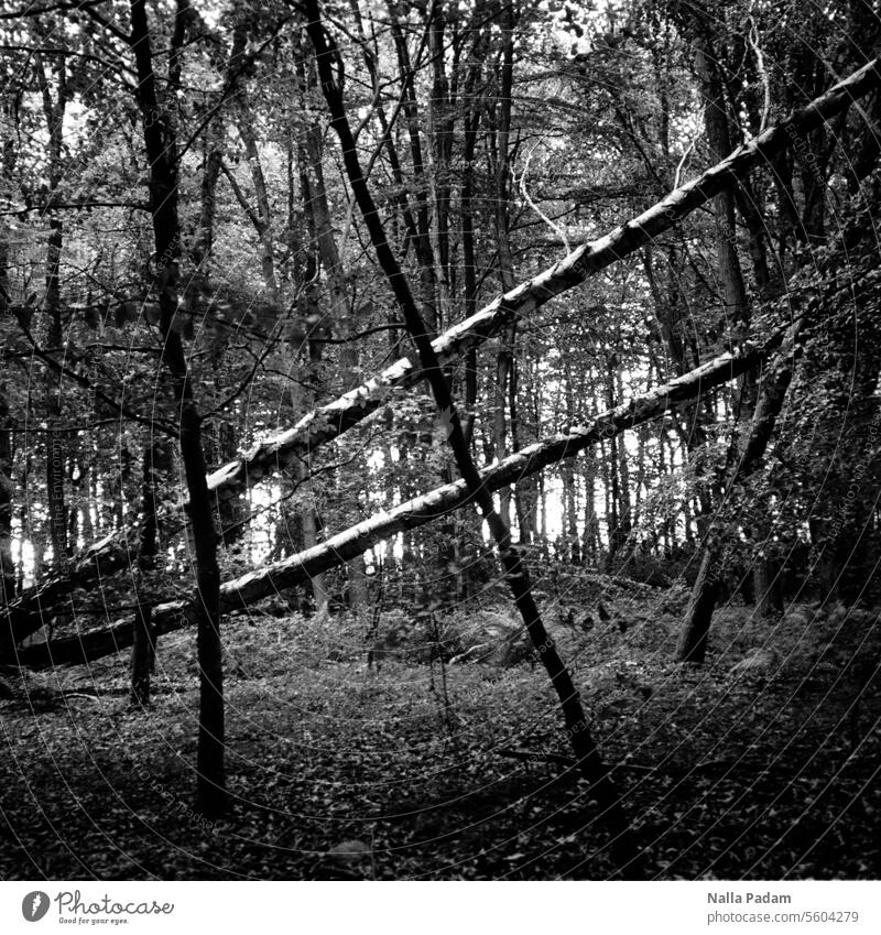 Trees criss-crossed Analog Analogue photo B/W black-and-white Black & white photo Forest diagonal Vertical flora back and forth Exterior shot Nature Line