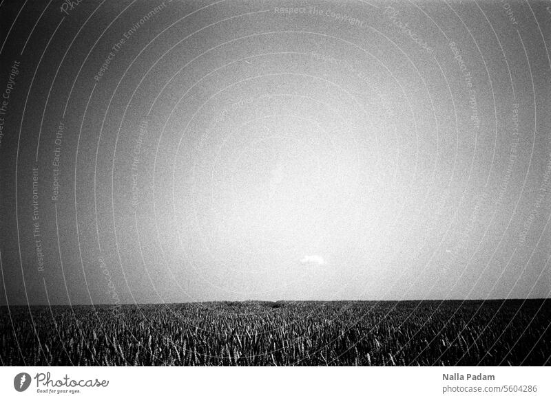 Field and a cloud in the sky Analog Analogue photo B/W black-and-white Black & white photo Landscape Sky Horizon Mecklenburg Exterior shot Grain Agriculture