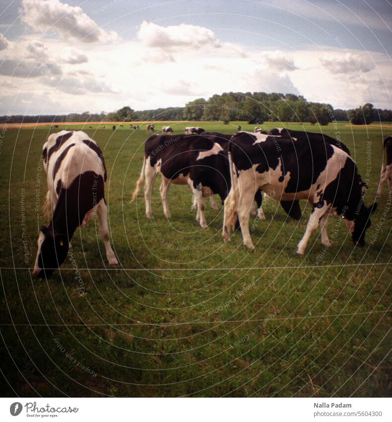 Bovine herd Analog Analogue photo Colour Colour photo Nature Meadow Green fauna Cow Cattle Willow tree Fence Forest Left Right bovine herd graze Milk Clouds