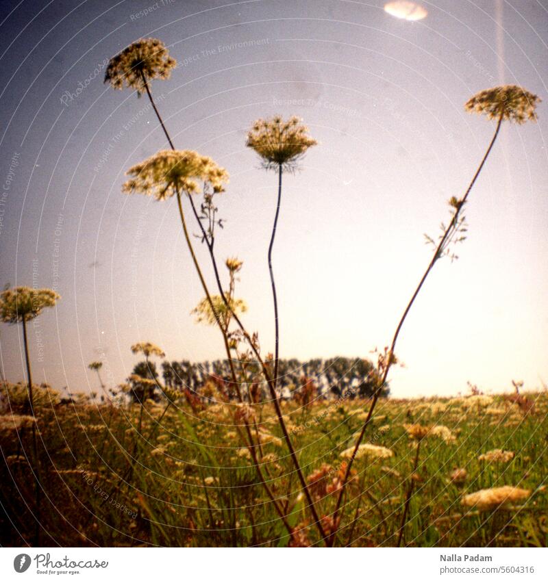 Summer on Fischland Analog Analogue photo Colour Colour photo flora Nature Sky Meadow Flower Tree Forest Grove of trees Exterior shot LoFi Plant Blossom stalk