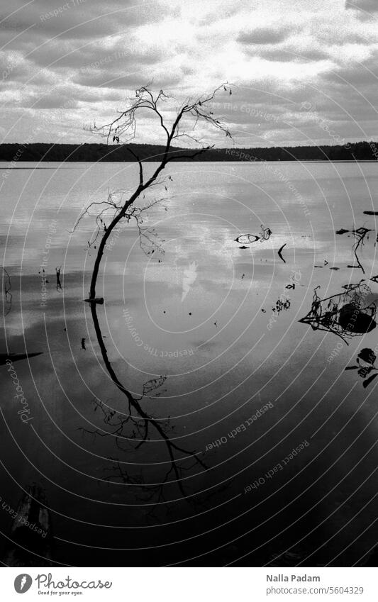 Stechlin 1 Analog Analogue photo B/W black-and-white Black & white photo Lake Nature Landscape Branch Tree reflection Clouds Arch flexed Line Horizon Loneliness