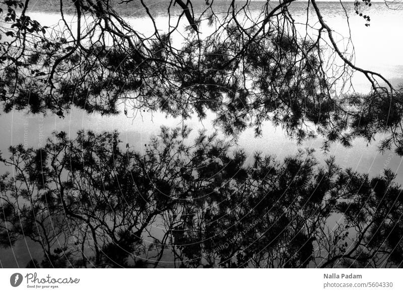 Stechlin 2 Analog Analogue photo B/W black and white Black & white photo Lake Water Nature Landscape Tree Branch reflection Suspended Touch gap detachment Hover