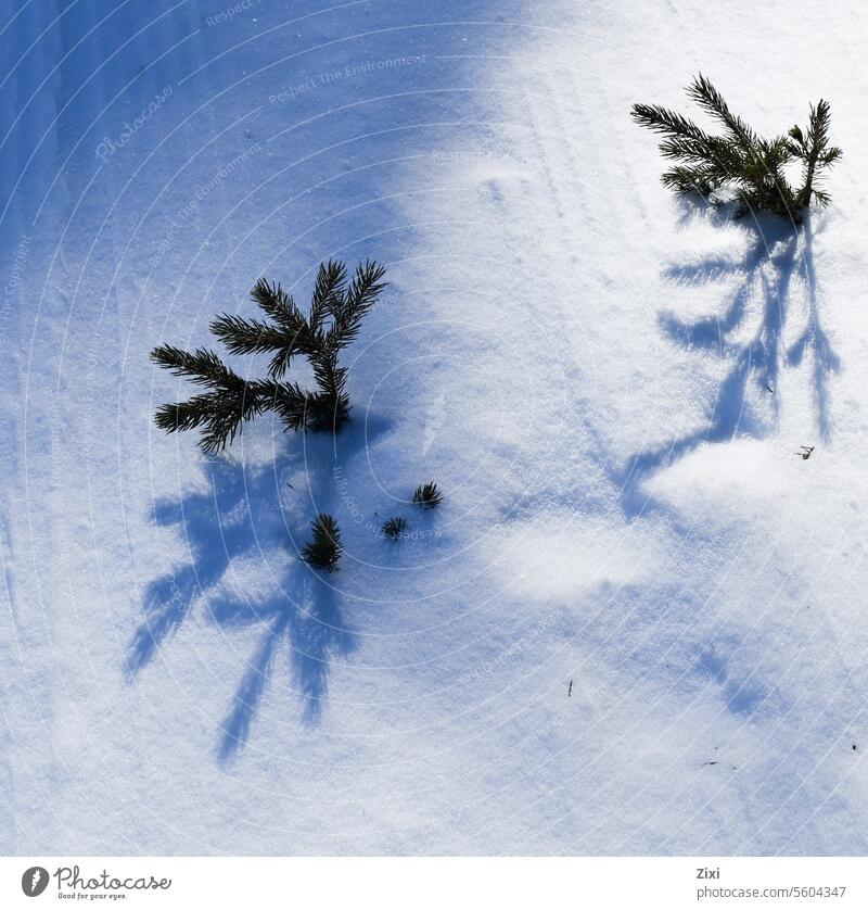 Fir twigs in the snow #Fir twig Twig #Fir tree Plant Nature Shaddow Tree Colour photo Exterior shot Green