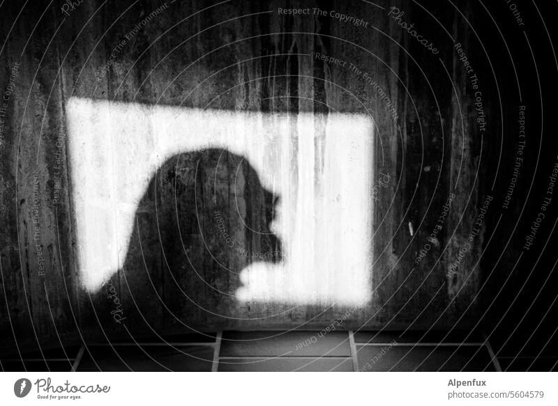 bawler Shadow shilouette silhouette Silhouette Human being shadow cast Profile Shadow play Contrast Light Light and shadow Structures and shapes Sunlight