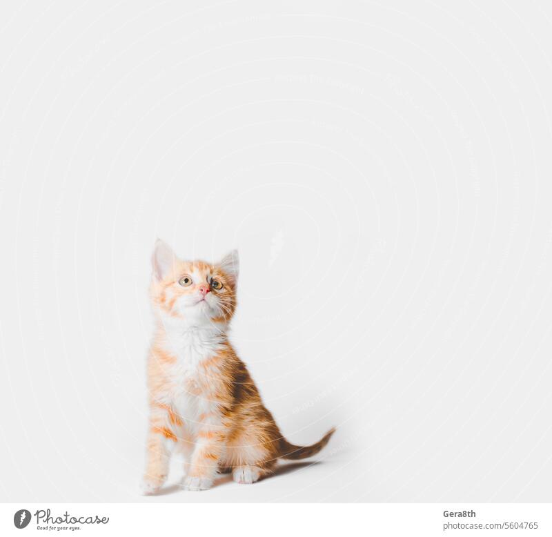 ginger tabby kitten sits and looks up on a light background animal blank cat cou curiosity cute domestic feline fluffy funny fur isolated kitty look up nature