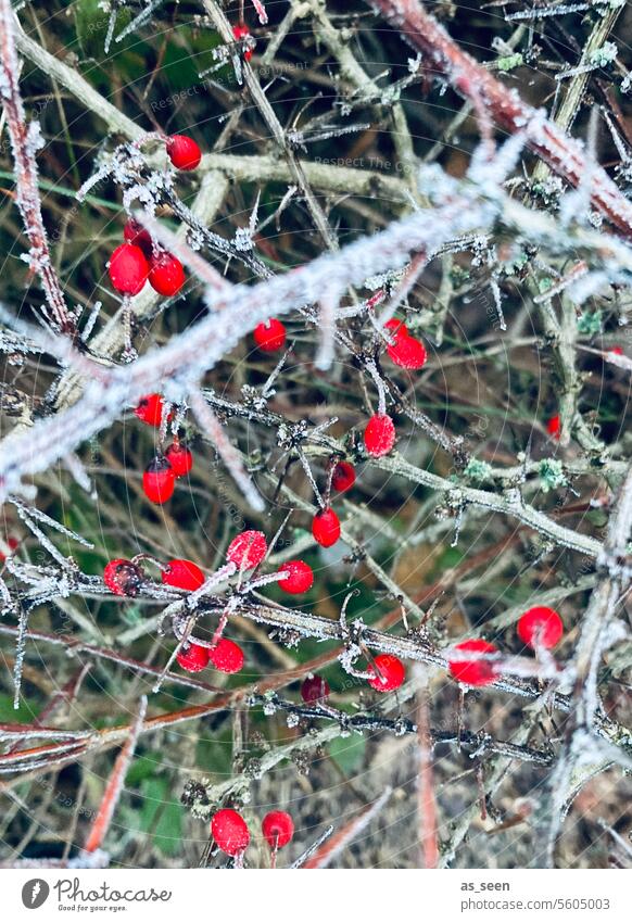 Frosty berries Berries Cold Winter Red Green Nature Exterior shot Colour photo Plant Ice Deserted Shallow depth of field Close-up Day Bushes White Twig