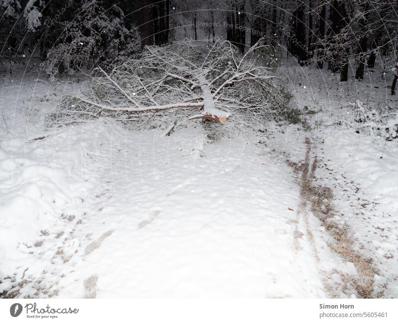 A wintry forest path is blocked by a branch that has broken off under the weight of the snow Winter Snow Forest winter snow-laden aborted blocking impassable