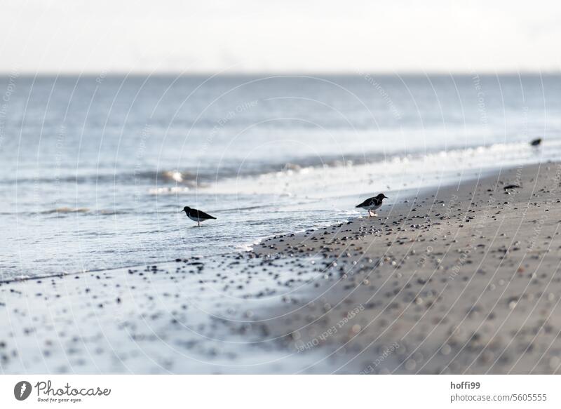 Seabirds on a winter beach with light waves Sea bird Seagull Loneliness Beach Winter cold temperature chilly weather North Sea Baltic Sea void Relaxation coast