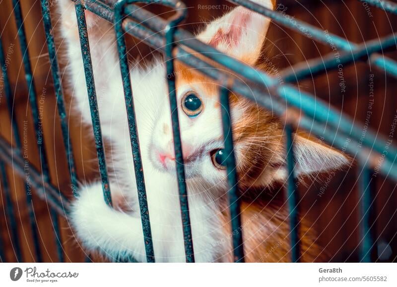 small kitten color tabby in the cage looks through the bars adopt a cat adopt a kitten adopted adoption animal brown background captive animal cute