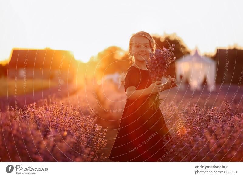 cute girl with a bouquet of lavender flowers in her hands is walking in lavender field on sunset light. Kid in black dress is having fun on nature on summer holiday vacation.