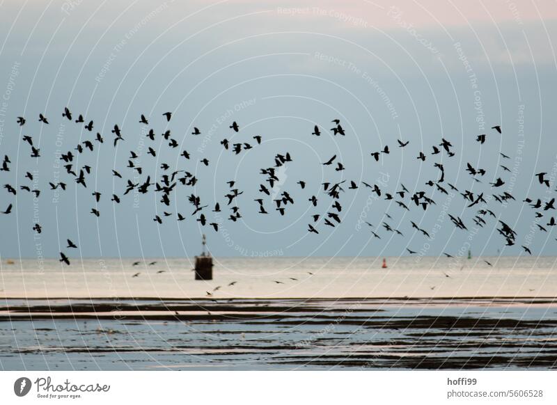 A dark flock of starlings flies over the Wadden Sea at low tide Flock Stare Starling swarm Dark Bad weather Flying Storm Storm clouds Clouds Sky Weather Climate