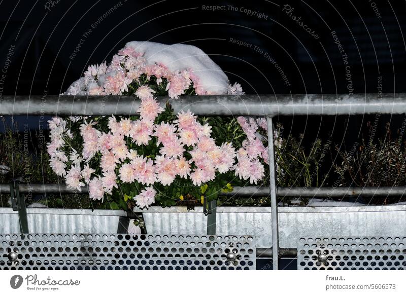winter flower Crysanthemum Balcony Evening Night blossom flash balcony box Snow Winter mood