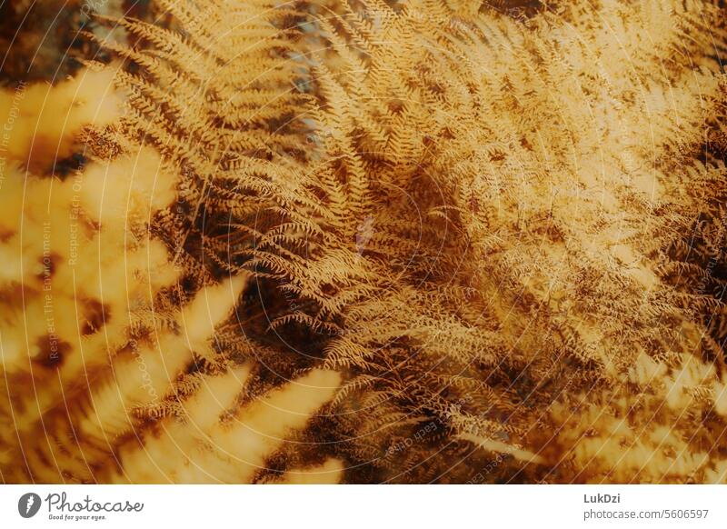 Abstract close up photo of golden fern leaves Fern leaf Foliage plant Leaf Plant Nature Close-up Shallow depth of field Wild plant Environment naturally