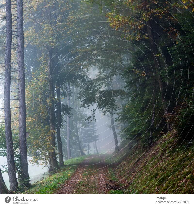 The direction is definitely right Fog Lanes & trails Forest Target Ambiguous Life path of life Nature Landscape Coniferous trees Hiking chill Environment Motive