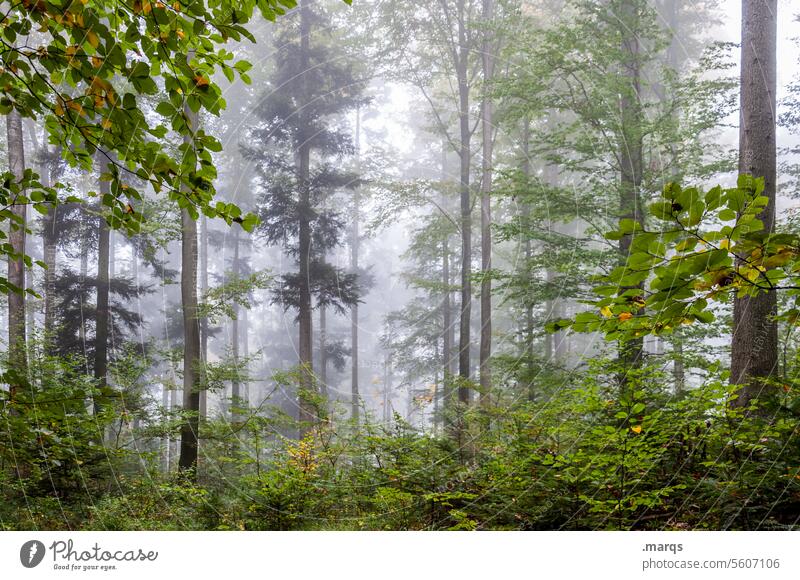 cold forest Relaxation Forest Deciduous forest Tree Fog Elements Nature Environment Environmental protection Moody Cold Fresh Plant Climate change tribes Damp