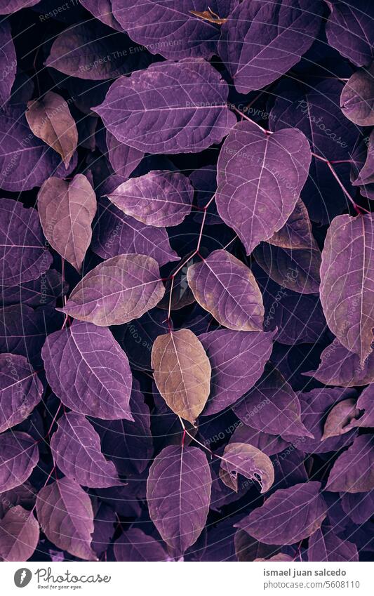 purple plant leaves in the garden in winter season, purple background leaf purple leaves floral nature natural foliage vegetation decorative decoration abstract