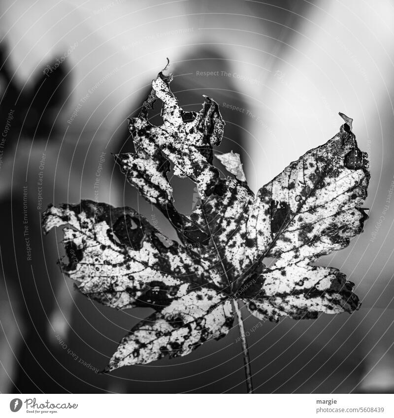 Colorful autumn leaves in black and white lift Leaf Rachis Black & white photo holes Detail Plant Nature Deserted Environment Close-up Exterior shot Autumn