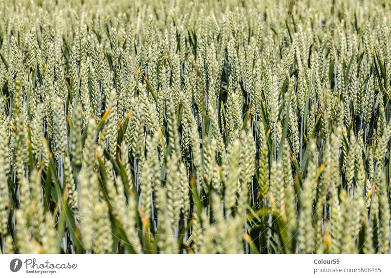 Cornfield Background outdoors backgrounds country environment spring farming healthy details corn season cereal closeup plant wheat green unripe meadow