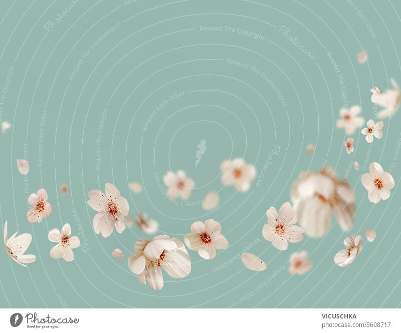 Floral border with flying white cherry blossom blooms at pale blue background floral border petal design nature flower