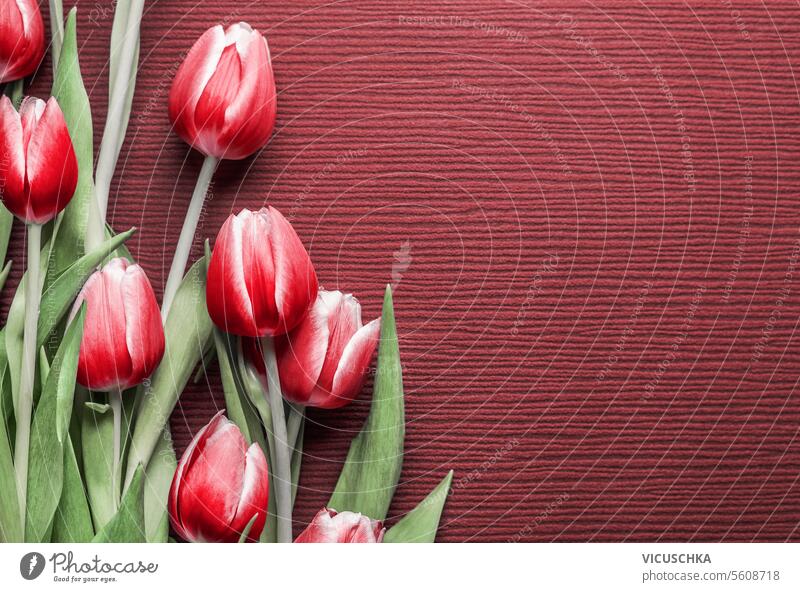 Pretty tulips bunch on red background with copy space for greeting, top view pretty frame border flat lay valentine springtime floral bouquet flower
