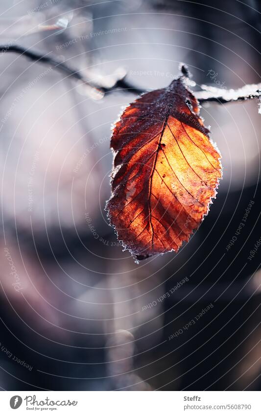The last sheet Hoar frost Frost chill Cold Ice Autumnal colours autumn leaf Freeze Light icily Frozen winter Transience Autumn leaves Leaf foliage fagus