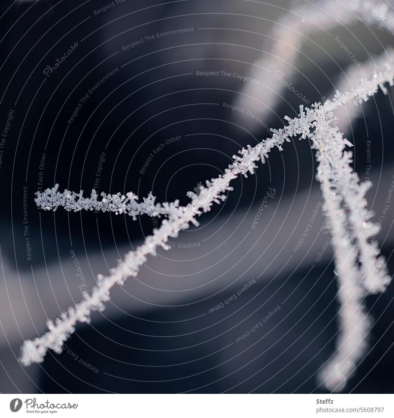 Grass covered with hoarfrost Hoar frost Frost Hoarfrost covered Hoarfrost crystals Hoarfrost coating frostbitten ice crystals chill freezing cold Cold Fine