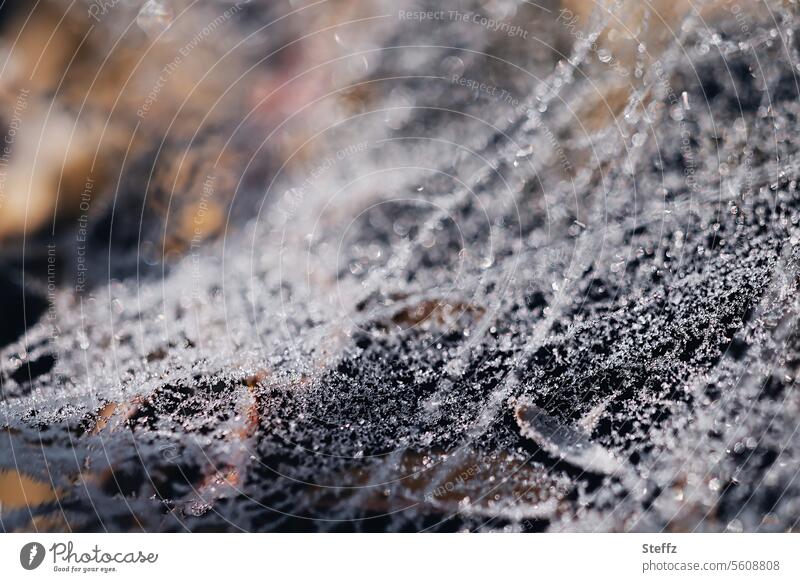 Spider web on the forest floor covered with hoarfrost Hoar frost Spider's web Hoarfrost covered Frost chill Freeze winter Network quick-frozen freezing cold
