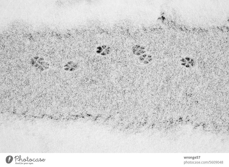 Animal tracks in the snow Tracks Snow Winter cat tracks Winter's day winter Exterior shot Cold Winter mood Snow layer snow-covered Deserted