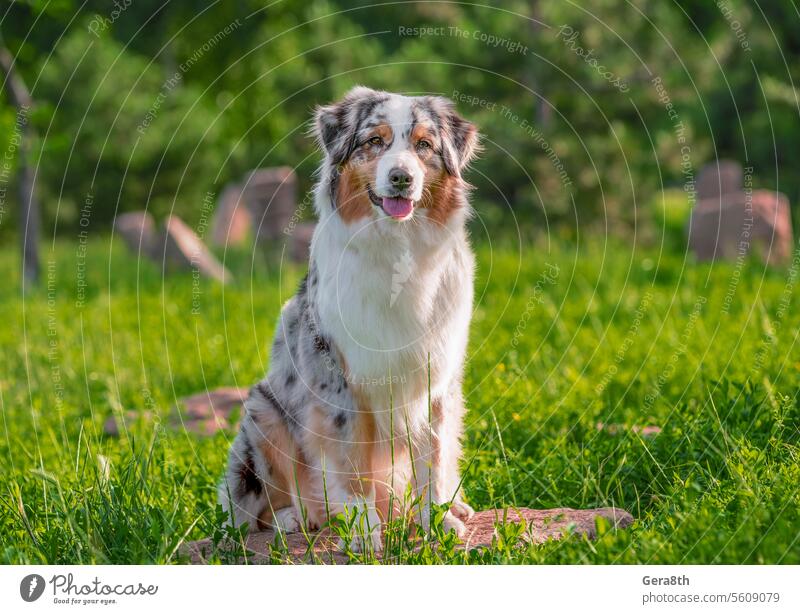 dog of the Australian Shepherd breed sitting on the stone in a park in summer on a sunny day animal australian shepherd breeding clever dog walking domestic