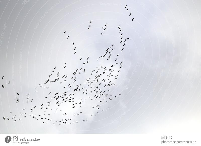 Flock of cranes in the cloudy sky birds Migratory birds Cranes crane train Flocks of birds Encounter Gyroscope amass Aerial maneuver Coordination Orientation