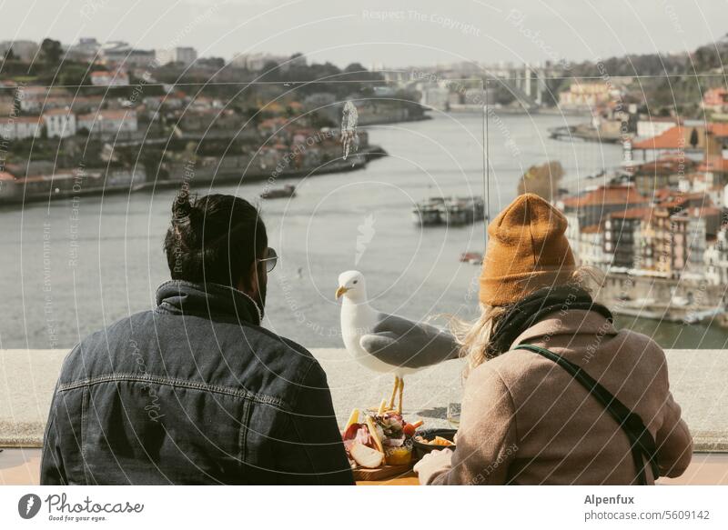 blackhead outlook Seagull Eating Porto Views of the river River Portugal Europe Douro Tourism Architecture City Town Historic Gull birds food scraps Old town
