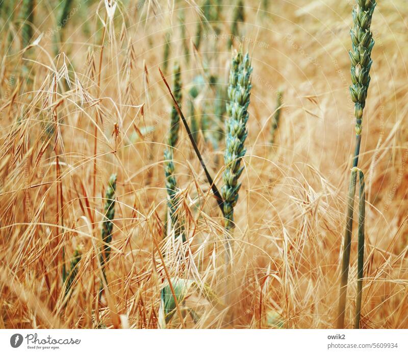 Tuttifrutti Grain field Plant Spring Landscape Agricultural crop Stand Nature Beautiful weather Environment Blade of grass Detail Rural Whole grain cereals
