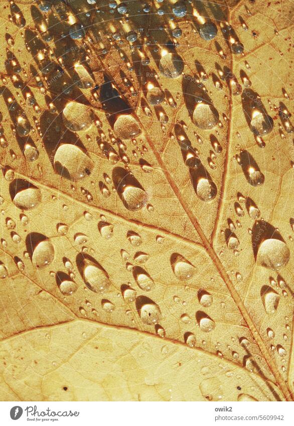 car wash wet leaf foliage Leaflet Autumn Close-up Glittering Detail Water Drops of water raindrops Rain Wet Illuminate sparkle Sunlight Rachis Exterior shot