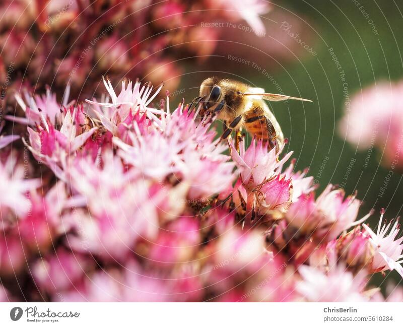 Close-up of a bee on pink flowers Macro (Extreme close-up) Blossom Pink Close-ups Flower Plant Nature Detail Colour photo Blossoming Garden Exterior shot Spring