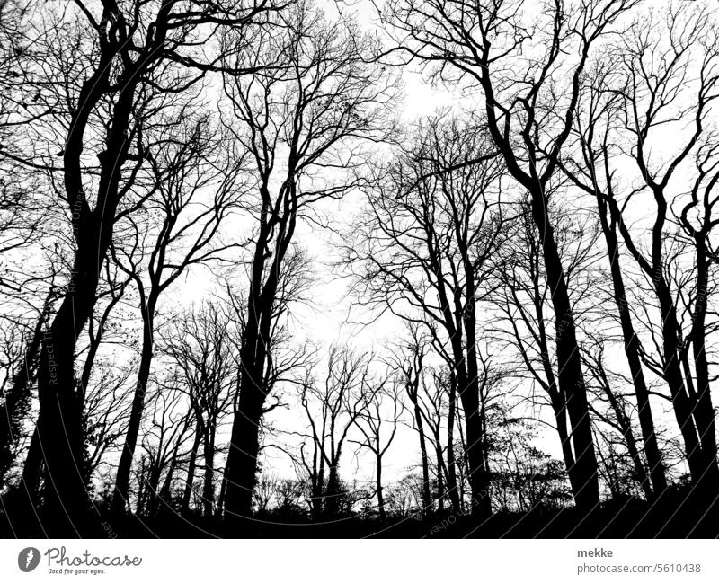 spooky without leaves Forest trees Tree Deciduous tree Deciduous forest Nature Light Winter leafless Bleak bare trees Seasons Cold Twigs and branches