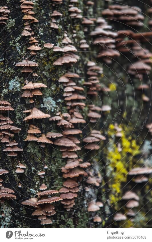 Many small mushrooms on tree bark with moss in cold fall weather Mushroom Small Pattern Moss Tree bark Forest fungus Cold Winter Autumn Green Brown structure