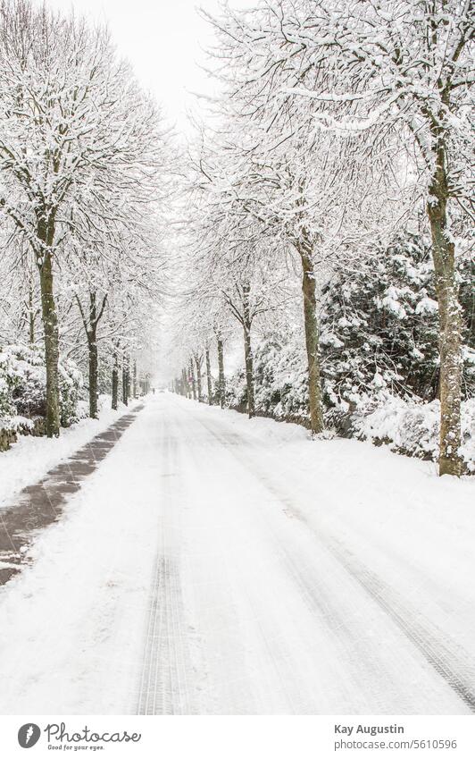 Snow-covered village street Village road Exterior shot Colour photo Village idyll Street Nature Tree Snow-covered avenue of trees Winter tree-lined avenue