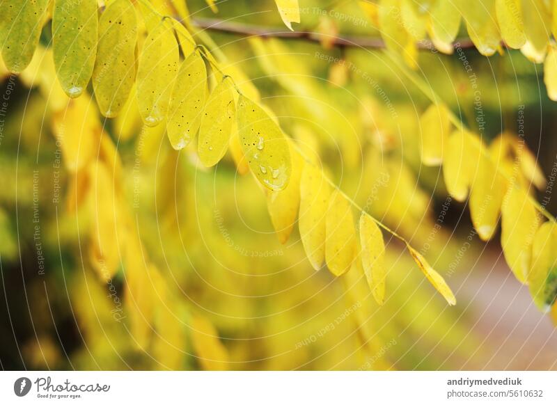 Close up of acacia bright yellow leaves with rain drops moving on wind. Water drops of morning dew on branches leaves of black locust tree. Robinia pseudoacacia. Nature autumn background