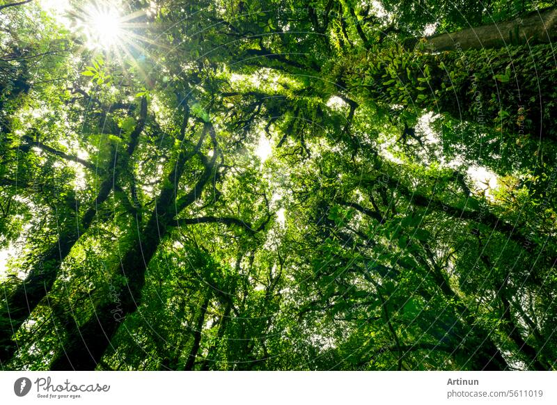 Green tree forest with sunlight through green leaves. Natural carbon capture and carbon credit concept. Sustainable forest management. Trees absorb carbon dioxide. Natural carbon sink. Environment day