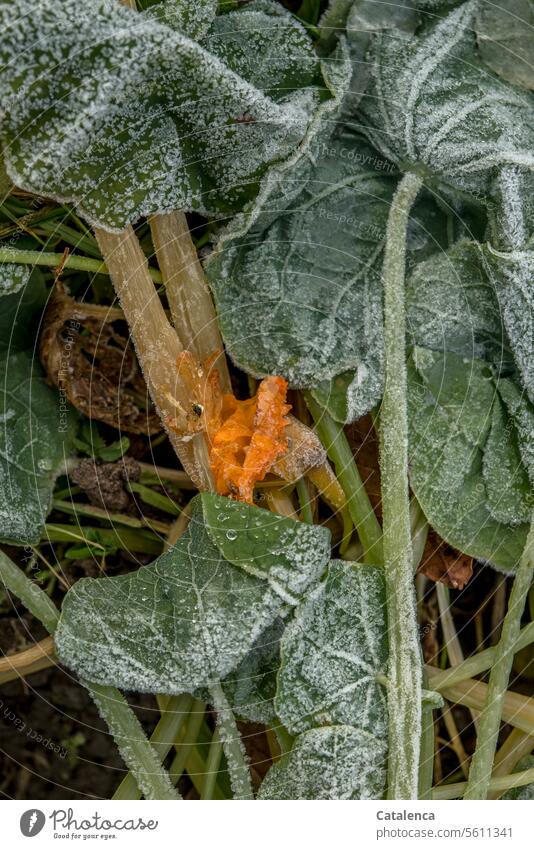 Marked by frost Nature flora Plant Cruciferous Nasturtiums Frost withered Change and transformation Transience Autumn Leaf Limp leaves Blossom chill
