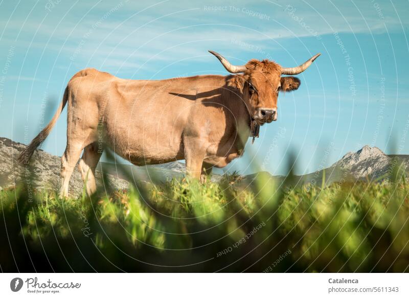 A cow on the mountain pasture stands in the tall grass Grass Animal Meadow Ruminant Day Summer daylight Beautiful weather Nature Environment Sky mountains Peak