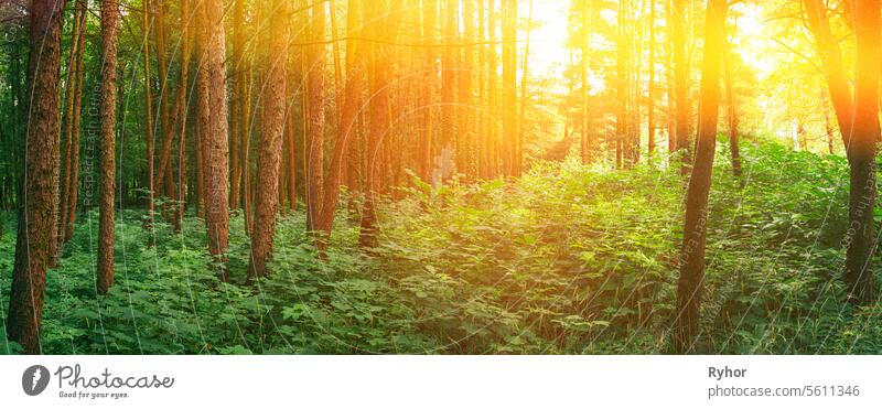 Panorama Of Morning Sunrise Summer Mixed Forest. Panoramic View. Sunset Or Sunrise In Forest. Sun Shining With Sun Rays Through Woods Trees And Grass In Summer Forest. Amazing Scenic View