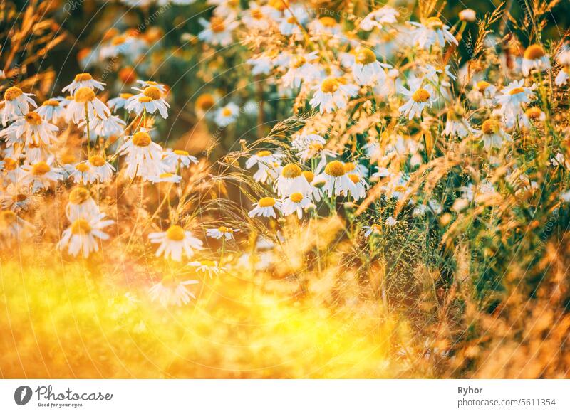 Amazing Sunrise Above Blooming Wild Flowers Matricaria Chamomilla Or Matricaria Recutita Or Chamomile. Commonly Known As Italian Camomilla, German or Hungarian Chamomile. Scenic View Bright Sunbeams
