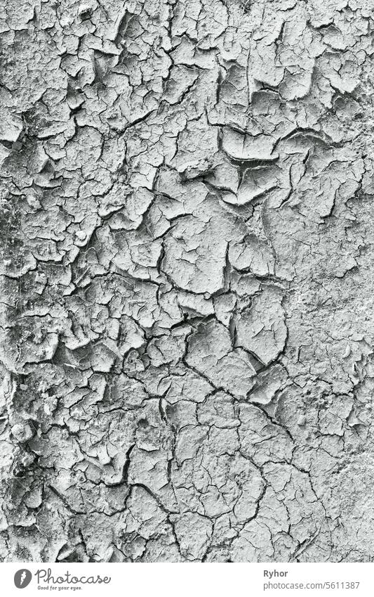 Cracked Soil, Barren Wasteland Surface. Natural Background, Texture Of Dry Cracked Soil. Desertification. Deep Cracks And Dried Soil. Ecology And Nature Conservation. Dry Skin Concept Cosmetology