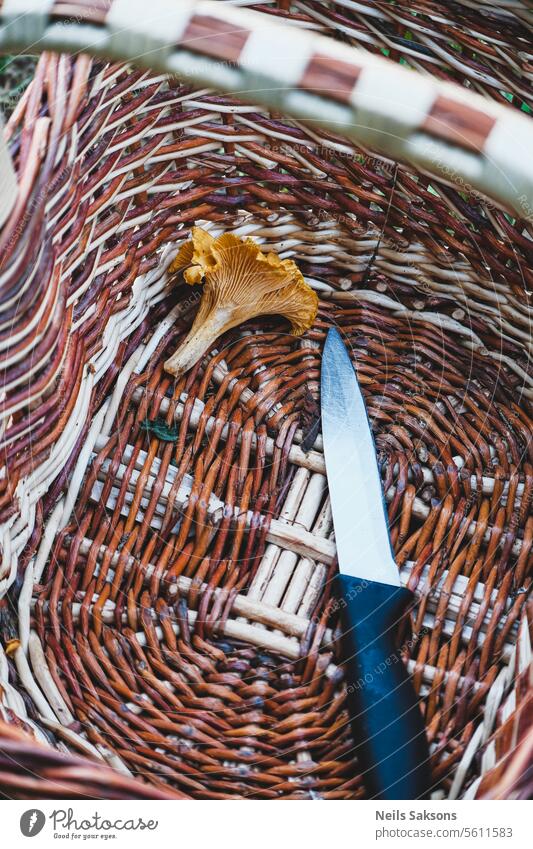 Only one tasty chanterelle in basket. And a knife. Chanterelle Mushroom Colour photo Nutrition ingredient Yellow edible Food Close-up Vegetarian diet food