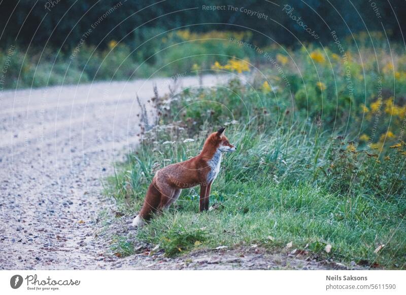 red fox on the road side animal brown canine carnivore countryside cute fauna field forest foxes fur furry grass grassland green habitat hunter little looking