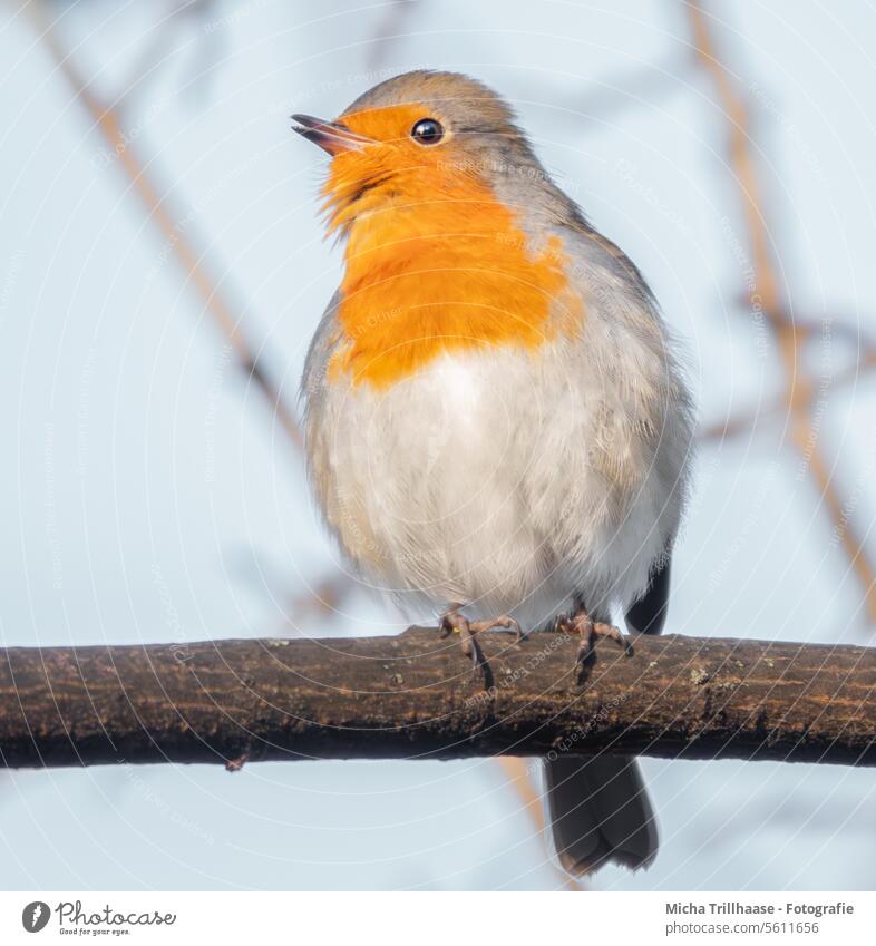 Robin on a branch Robin redbreast Erithacus rubecula Bird Wild bird Animal face feathers plumage Beak Eyes Legs Grand piano Claw Twigs and branches Wild animal