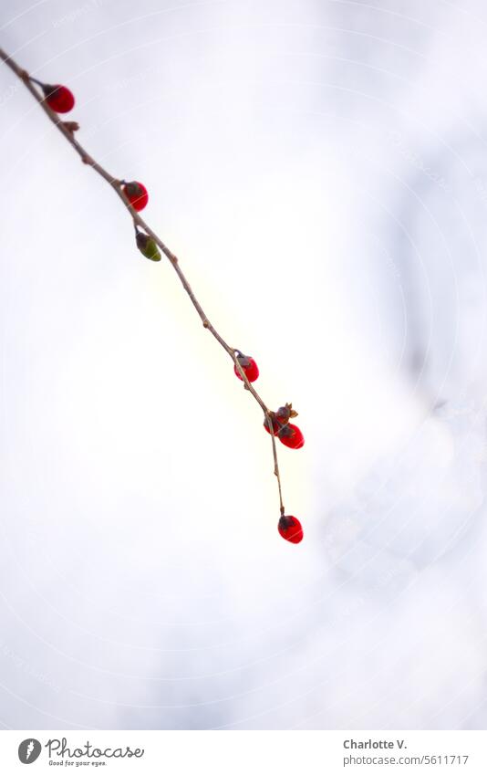 Branch with red berries in front of snow Twig Berries Fruit Plant Nature Winter naturally Exterior shot Snow Colour photo Shallow depth of field Red