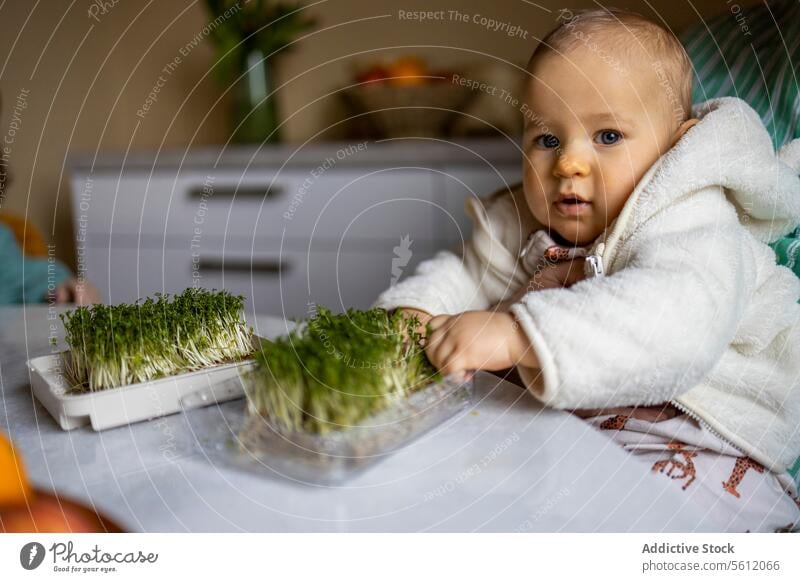 Toddler with plant boxes on table at home baby boy crop portrait anonymous cute grandfather man elderly sitting caucasian people lifestyle domestic indoors aged